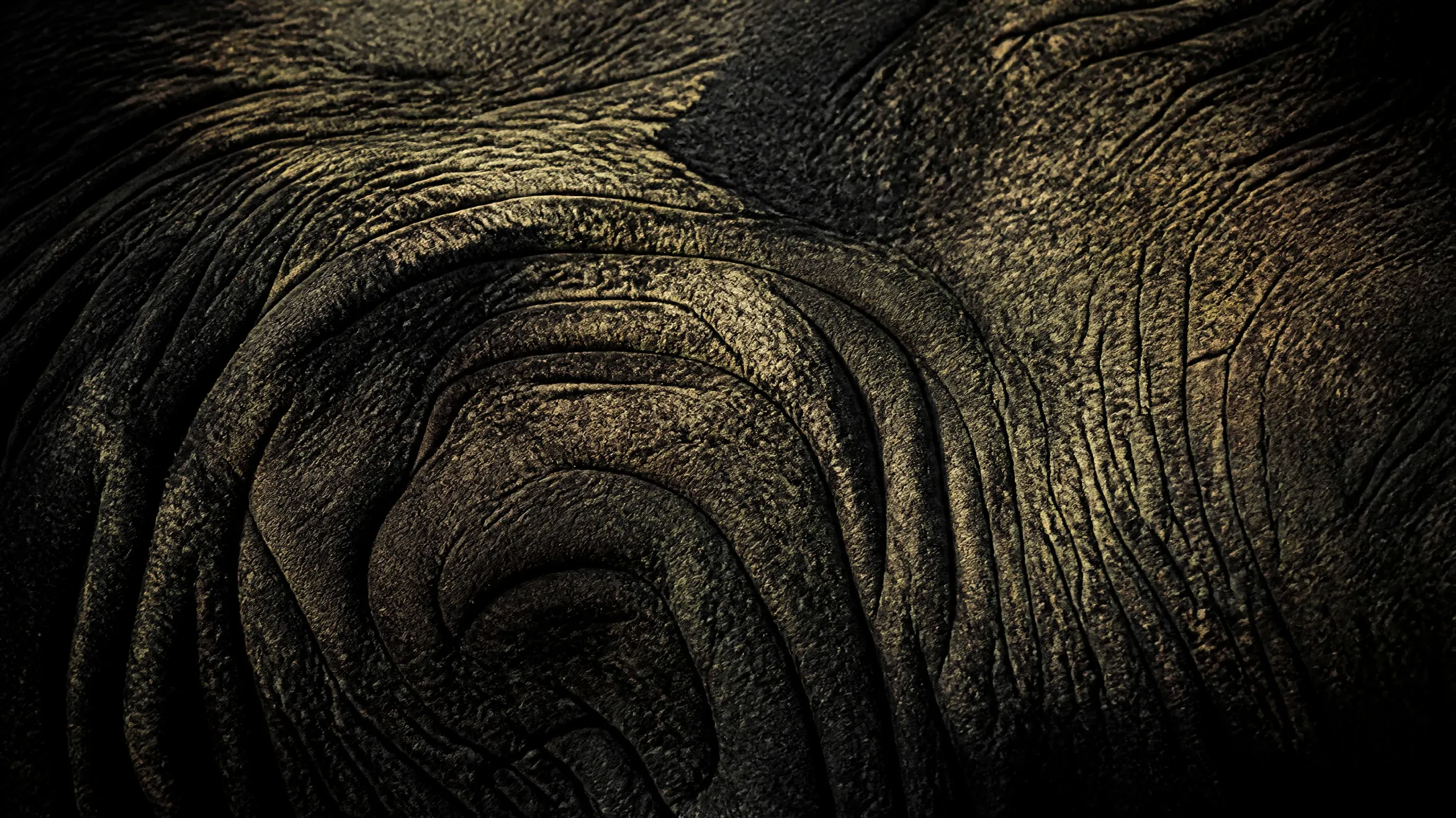 Macro study of weathered elephant hide, folds and ridges forming a spiral