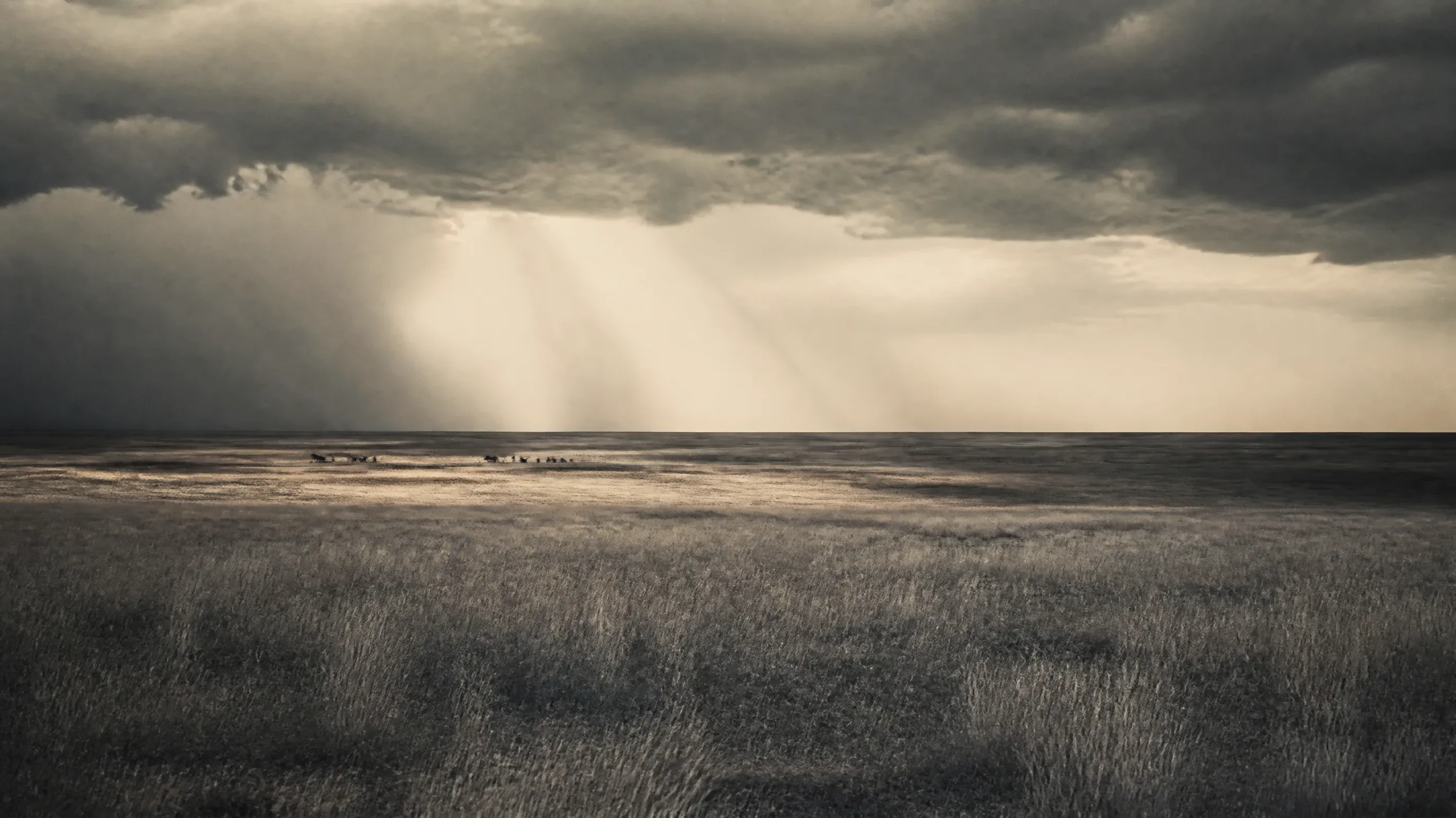 Storm light breaking over an open savanna plain, a distant herd crossing beneath the rays